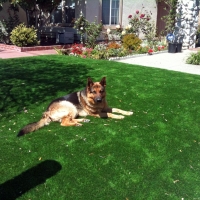 Synthetic Grass Orlovista, Florida Gardeners, Front Yard Landscaping Ideas