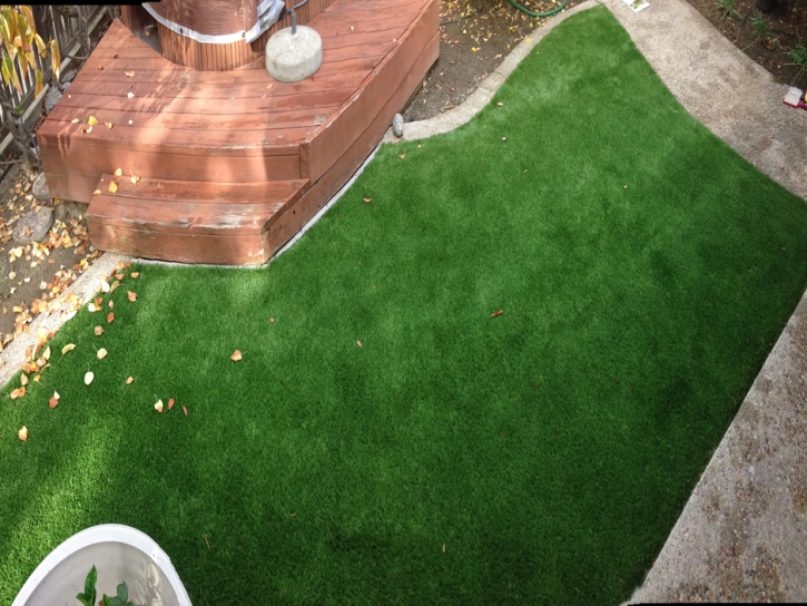 Grass Carpet Citra, Florida Design Ideas, Backyard Landscape Ideas