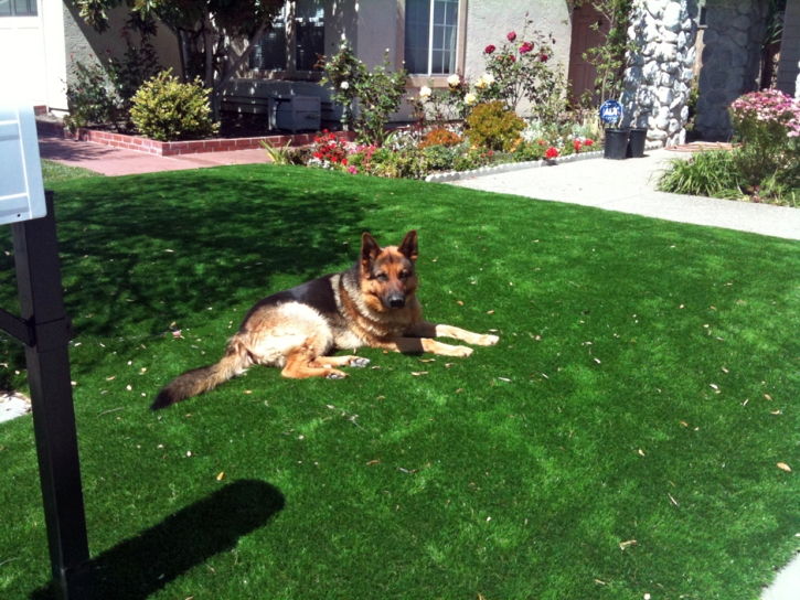 Synthetic Grass Orlovista, Florida Gardeners, Front Yard Landscaping Ideas