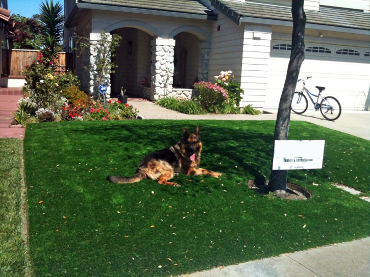 Turf Grass Pomona Park, Florida Dog Hospital, Front Yard Landscape Ideas